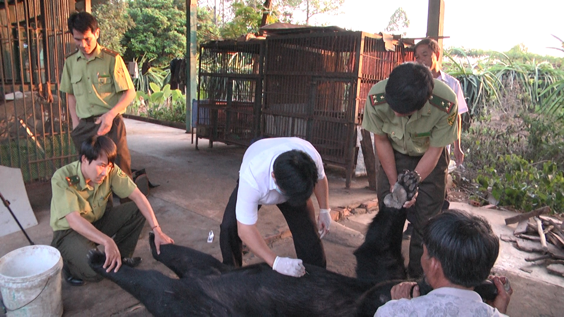  4 cá thể gấu nuôi nhốt chết bất thường